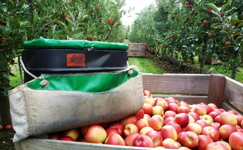 Chacareros rionegrinos proveerán 621.000 kilos de fruta a 276 escuelas