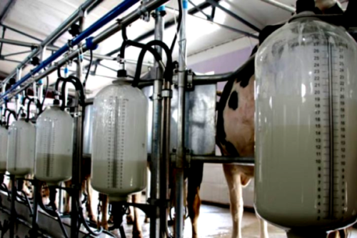 ¡VERGÜENZA! | Argentina paga a sus productores el precio de la leche más bajo del mundo
