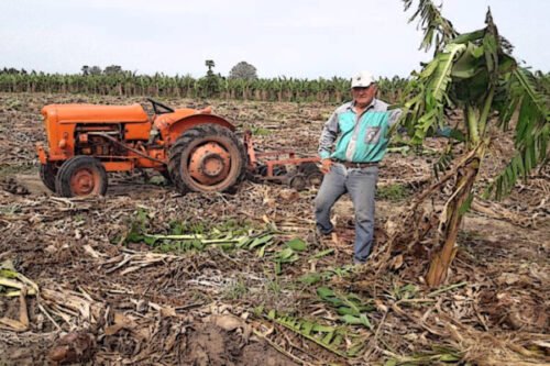 Formosa | La producción bananera está en una “crisis terminal”